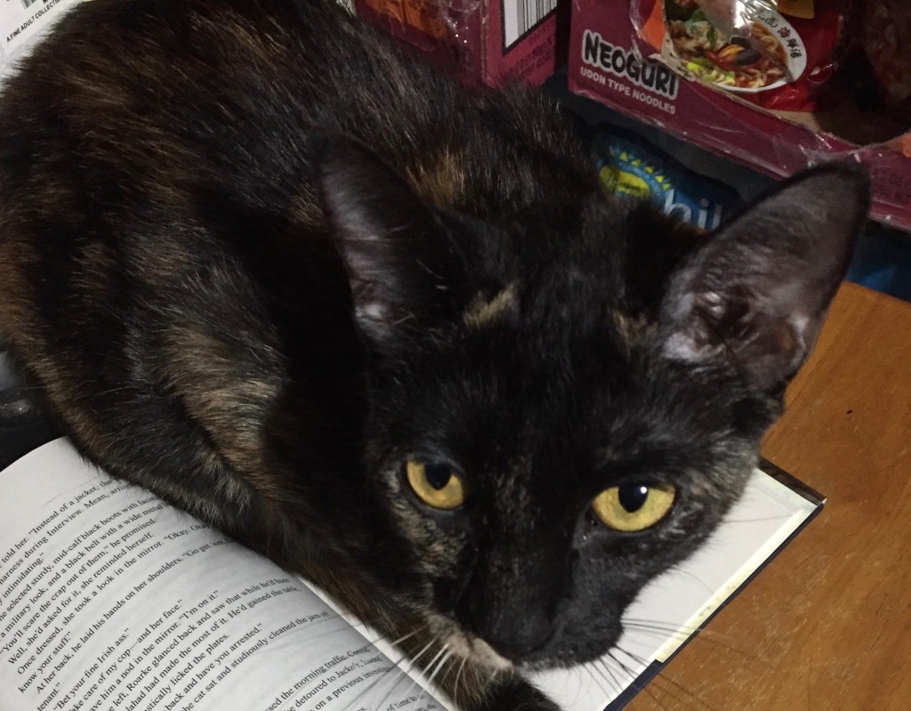 A tortoishell cat shot from above and to the side, as she sits on one side of the open hardcover book I was reading; she has a very dark face without the usual color split, except on her the right side of her chin, where a bit of very light cream is visible from this angle.